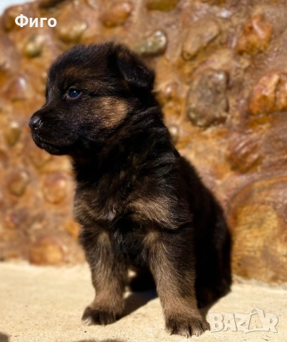 Немски Овчарки, снимка 4 - Немска овчарка - 52510625