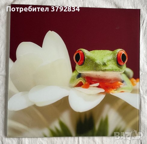 Картини с жаби, снимка 2 - Картини - 41611749