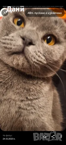 Клепоух Шотландски котарак за разплод