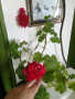 Цъфтящи цветя, снимка 1 - Стайни растения - 36329071