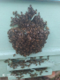 Продавам пчелни семейства, снимка 1 - За пчели - 44623831