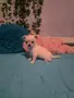 Чихуахуа момченца, снимка 3