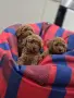 ​3 плюшени момчета! 🧸, снимка 1