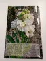 Списание "Цветя и дом", снимка 4