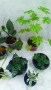 комплект цветя, Аглаонема, Бенджамин и други стайни растения , снимка 16