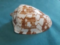 Сувенрна раковина от морски охлюв, снимка 1