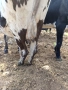 Крава, снимка 1