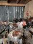 Катунски петли и кокошки , снимка 1
