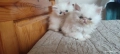 Персийски котета екстремал , снимка 4