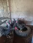Селски петлета.., снимка 2