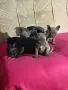 Френски булдог от топ родители , снимка 17