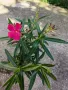 Олеандър (зокум, лян) , снимка 4