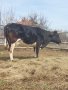 Mlada bremena krava  na 9 mesec pocna da naliva , снимка 1 - Крави - 44478655