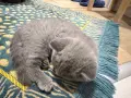 Британско късокосместо коте момче, снимка 3