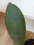 Sansevieria Masoniana - Whale fin ( Сансевиера Китова перка ), снимка 6