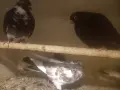 домашни гълъби.., снимка 3