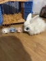 Интерактивен заек little live pets, снимка 2