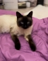 Сиамски котета, снимка 6