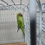 Продавам папагал, снимка 3