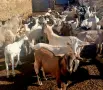 Продавам ярета сукалчета, снимка 3
