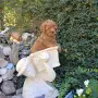 Той пудел момиче., снимка 5