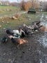продавам пуйки и пуяци , снимка 2