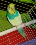Папагали чифт , снимка 2