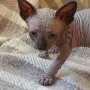 Котка порода сфинкс, снимка 5