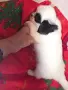 Японски хинчета, снимка 11
