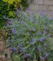 Кариоптерис, синя брада (Caryopteris x clandonensis 'Heavenly Blue'), снимка 2