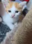 ПОДАРЯВАМЕ женско коте, снимка 1