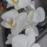 орхидея, снимка 1 - Стайни растения - 44499083
