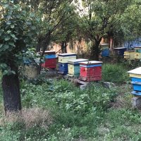 Кошери с пчелни семейства Дадан-Блат, снимка 3 - За пчели - 41457956