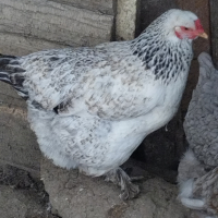 яйца за люпене , снимка 3 - Кокошки и пуйки - 44823009