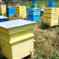 Полифлорен мед реколта 2023 г., снимка 6 - Пчелни продукти - 42170508