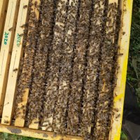 ЗАПИСВАНЕ  Пчелни отводки за сезон 2024 .Рег.N 4641 - 0696, снимка 3 - За пчели - 35887691