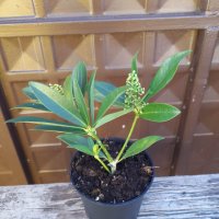 Скимия-Японски люляк  Skimmia x confusa 'Kew Green', снимка 6 - Разсади - 40382737