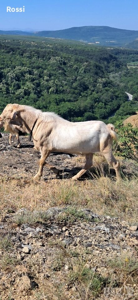 Англо-нубийски пръчлета за разплод, снимка 1