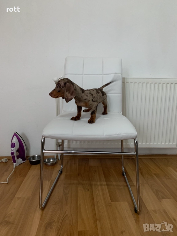 Дакел, снимка 1