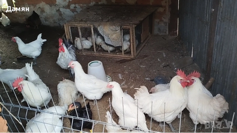 Петли за Домазлък,от породата Брезе Галоа, снимка 1