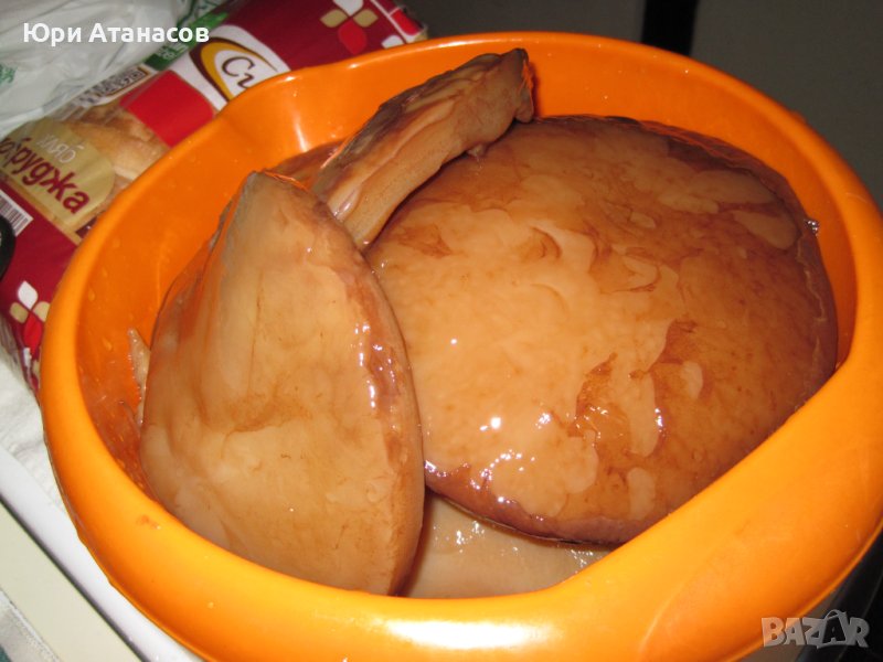 Чаена Гъба Комбуча, снимка 1