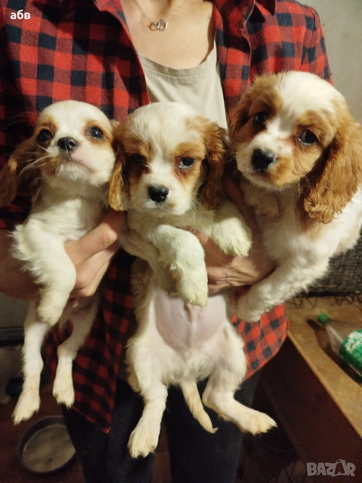 кавалер кинг чарлз шпаньол , снимка 1