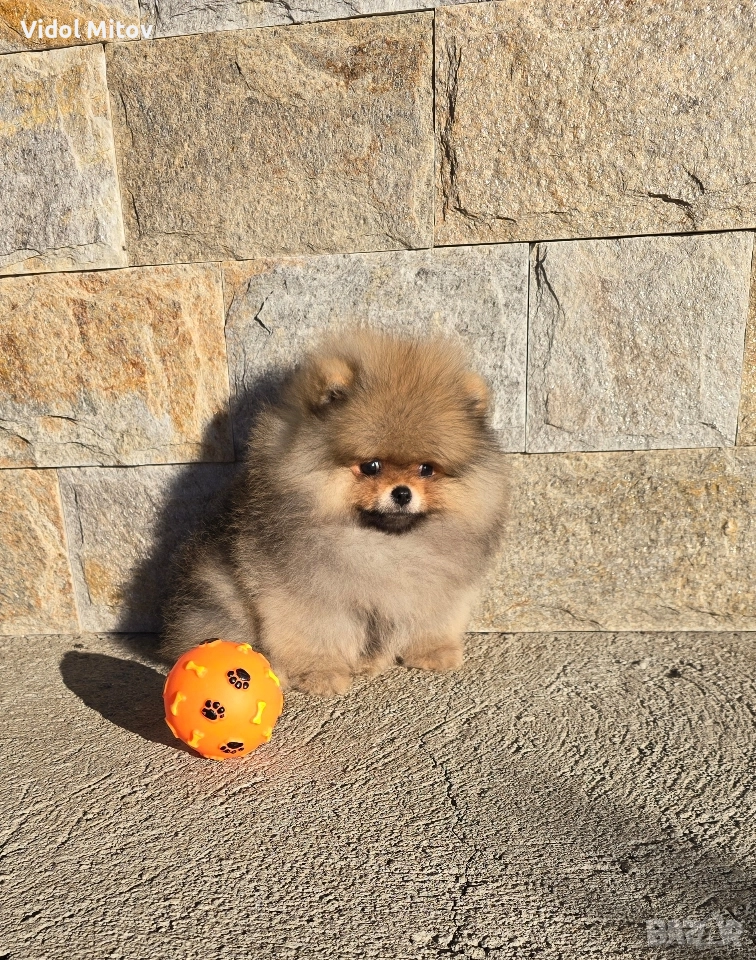 Мини Померан момче , снимка 1