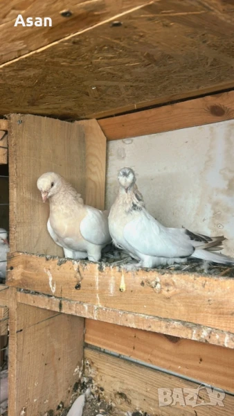 Мардини Дропери , снимка 1