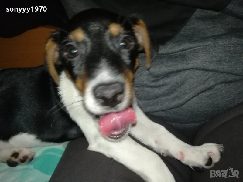 ДЖАК РЪСЕЛ-ЖЕНСКО БЕБЕ ДЖАК 0611250831, снимка 1