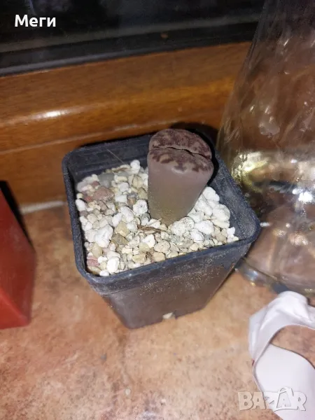 Продавам живи  камъчета (Lithops bromfieldii, Lithops terricolor, Lithops terricolor), снимка 1