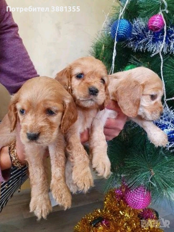 Кокер Шпаньол бебета, снимка 1