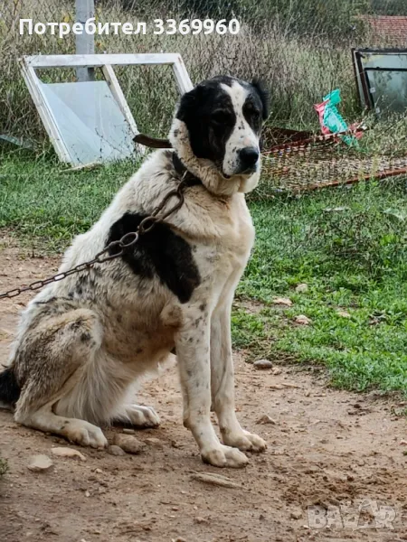 Азиатска овчарка, снимка 1