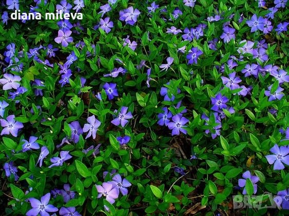 Винка минор, Vinca minor, снимка 1