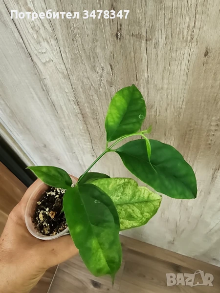 Хоя Philura, снимка 1